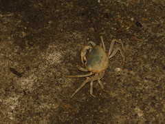 Geothelphusa cinerea