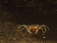 Geothelphusa cinerea