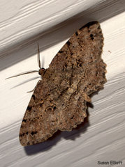 Melanolophia signataria