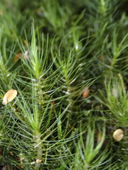 Dicranoloma menziesii