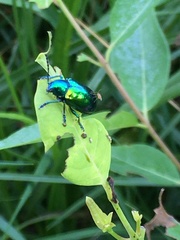 Chrysochus