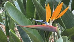 Strelitzia reginae