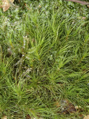 Dicranoloma menziesii