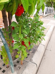 Celosia