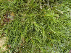 Dicranoloma menziesii