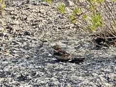 Chordeiles gundlachii