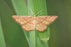 Idaea serpentata