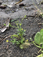 Ranunculus sceleratus