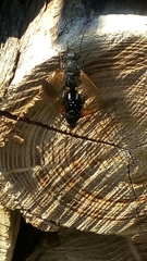 Satyramoeba hetrusca