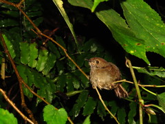 Schoeniparus brunneus