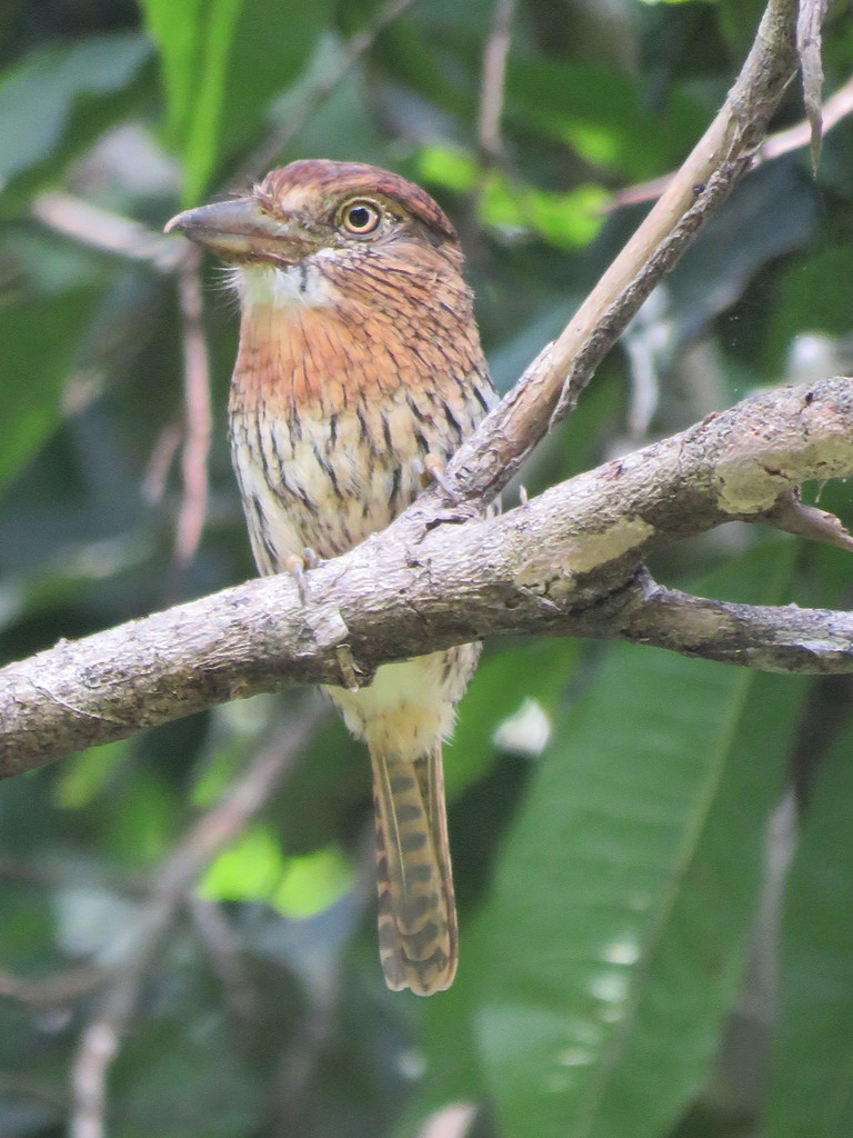 Western Striolated-Puffbird (Nystalus obamai) photo