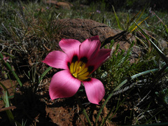 Romulea subfistulosa