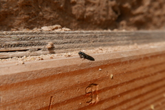 Sapygina decemguttata