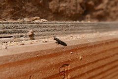 Sapygina decemguttata