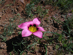 Romulea subfistulosa