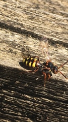 Nomada zonata