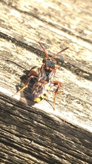 Nomada zonata
