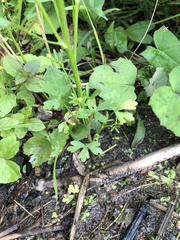 Ranunculus sceleratus