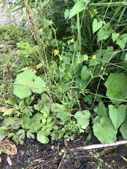 Ranunculus sceleratus