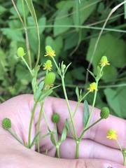 Ranunculus sceleratus