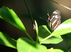 Phaedyma columella singa