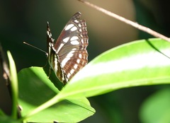 Phaedyma columella singa
