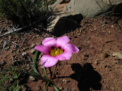Romulea subfistulosa