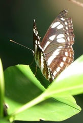 Phaedyma columella singa
