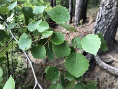 Populus tremula