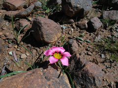 Romulea subfistulosa