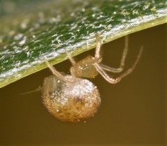 Paidiscura pallens