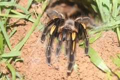 Ephebopus murinus