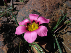 Romulea subfistulosa