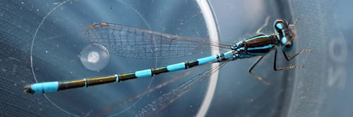 Dainty Damselfly photo 2