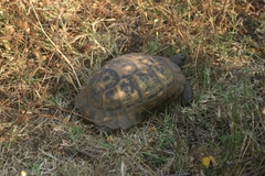 Testudo graeca