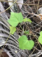 Cnidoscolus aconitifolius