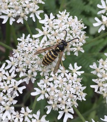 Dolichovespula saxonica