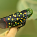 Southern African Painted Snout Bug - Photo (c) Bart Wursten, some rights reserved (CC BY-NC), uploaded by Bart Wursten