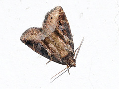 Pseudodeltote postvittata