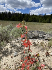 Ipomopsis aggregata aggregata