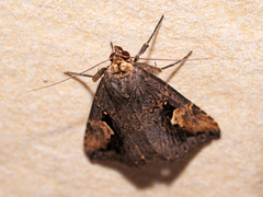 Pseudosphetta moorei