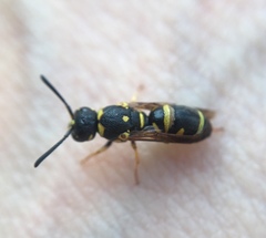 Parancistrocerus pedestris