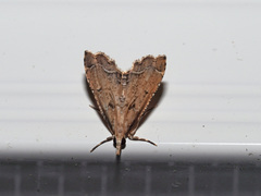 Diplopseustis perieresalis