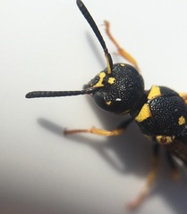 Parancistrocerus pedestris