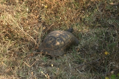 Testudo graeca