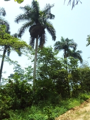 Roystonea borinquena