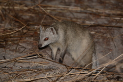 Paracynictis selousi