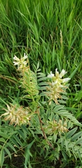 Glycyrrhiza