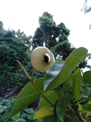 Hernandia nymphaeifolia