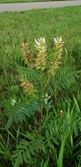Glycyrrhiza